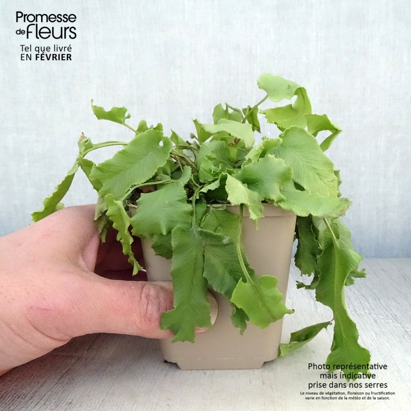 Spécimen de Asplenium scolopendrium Cristatum Group - Fougère scolopendre Godet de 8/9 cm tel que livré en hiver