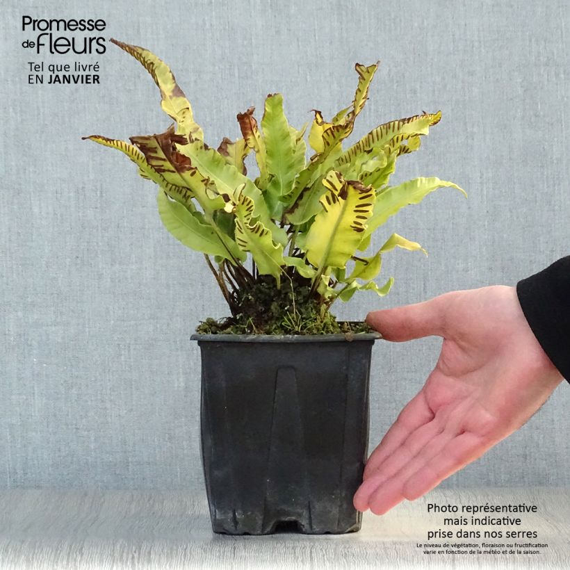 Spécimen de Asplenium scolopendrium Cristatum Group - Fougère scolopendre Pot de 2L/3L tel que livré en hiver