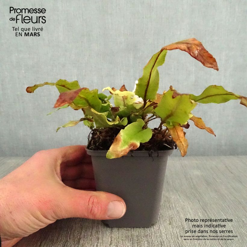 Spécimen de Asplenium scolopendrium Undulatum Angustatum - Fougère scolopendre Godet de 8/9 cm tel que livré en hiver