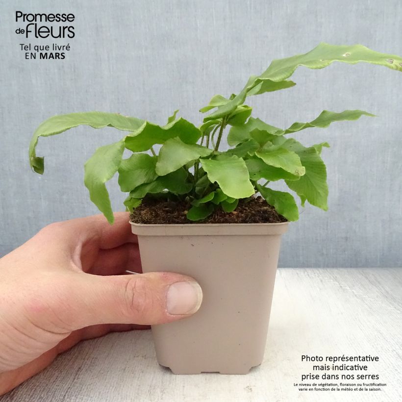 Spécimen de Asplenium scolopendrium Undulatum Angustatum - Fougère scolopendre Godet de 8/9 cm tel que livré au printemps
