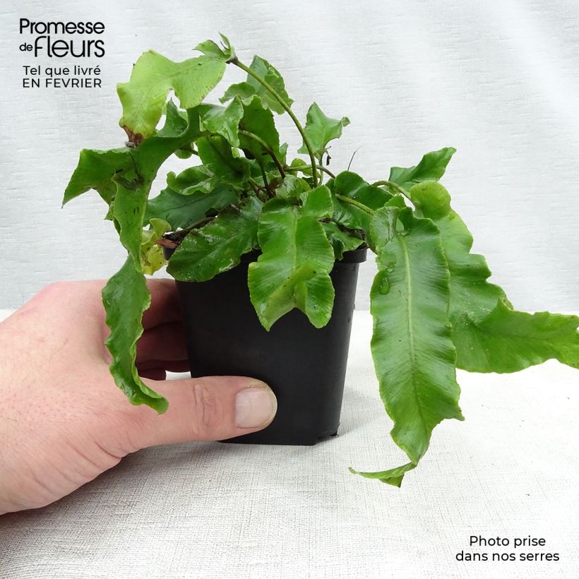 Spécimen de Asplenium scolopendrium Undulatum Group - Fougère scolopendre Godet de 8/9 cm tel que livré en hiver