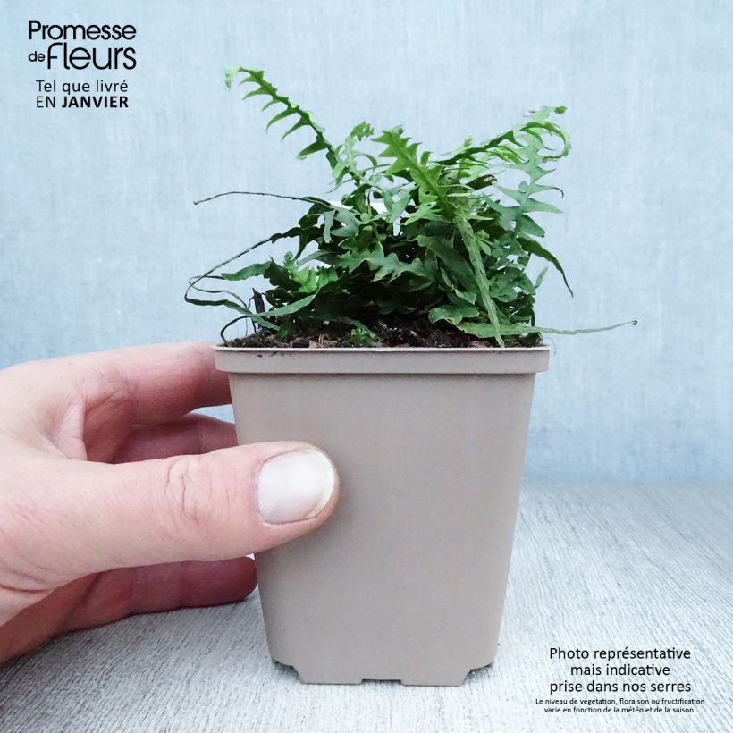 Spécimen de Asplenium (x) ebenoides - Fougère à queue de dragon Godet de 8/9 cm tel que livré en hiver
