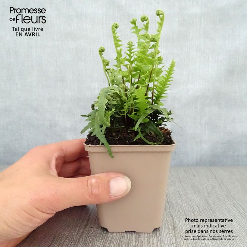 Spécimen de Asplenium (x) ebenoides - Fougère à queue de dragon Godet de 8/9 cm tel que livré au printemps