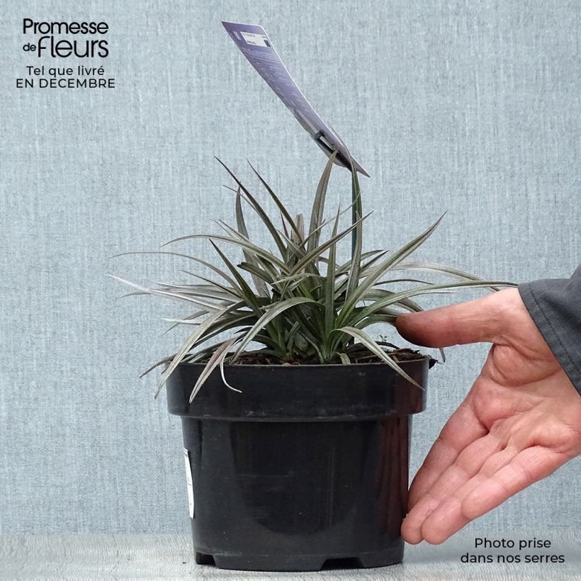 Spécimen de Astelia Red devil Pot de 2L/3L tel que livré en hiver