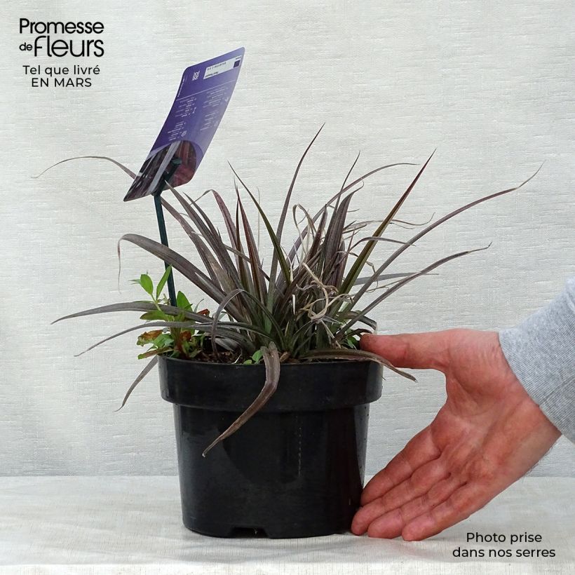 Spécimen de Astelia Red devil Pot de 2L/3L tel que livré au printemps