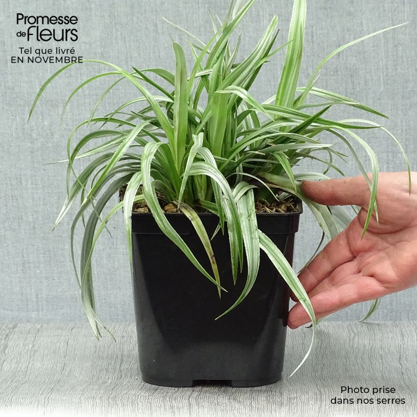 Spécimen de Astelia chathamica Silver Shadow Pot de 2L/3L tel que livré en automne