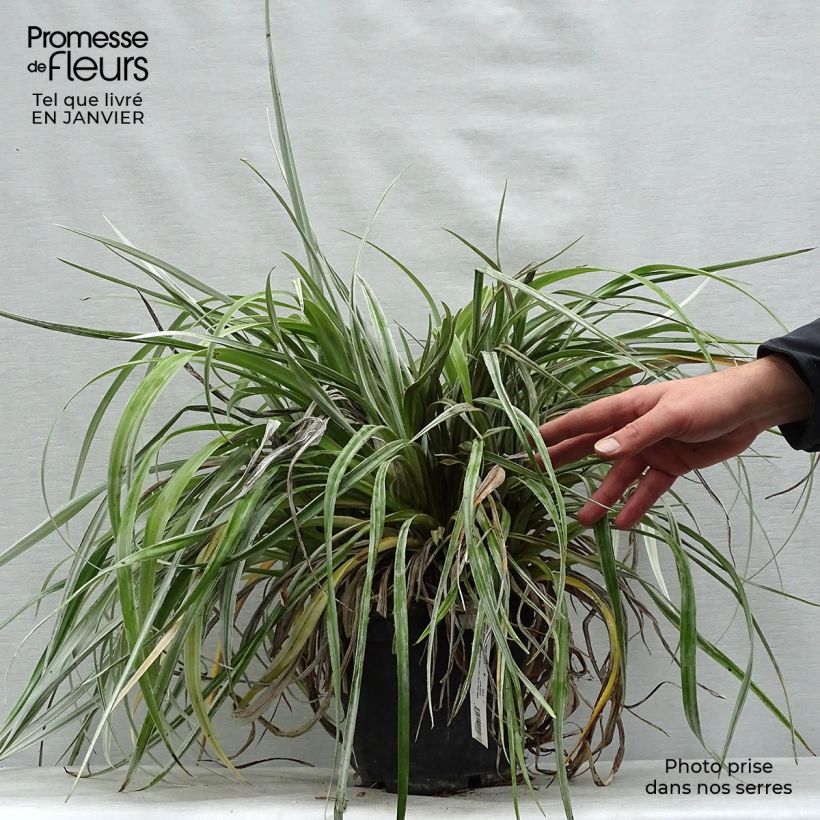 Spécimen de Astelia chathamica Silver Shadow Pot de 2L/3L tel que livré en hiver