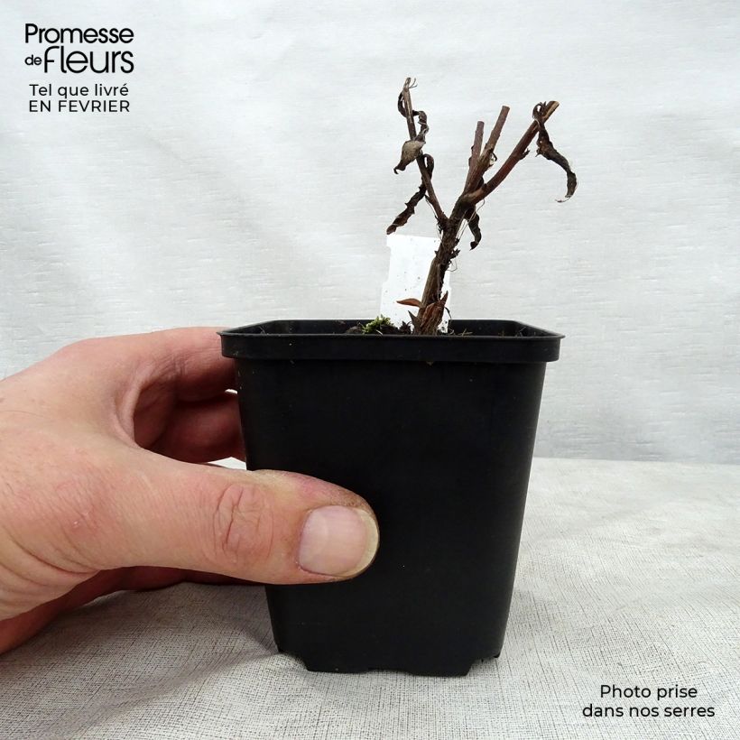 Spécimen de Aster Bart's Blue Beauty - Aster d'automne Godet de 8/9 cm tel que livré en hiver