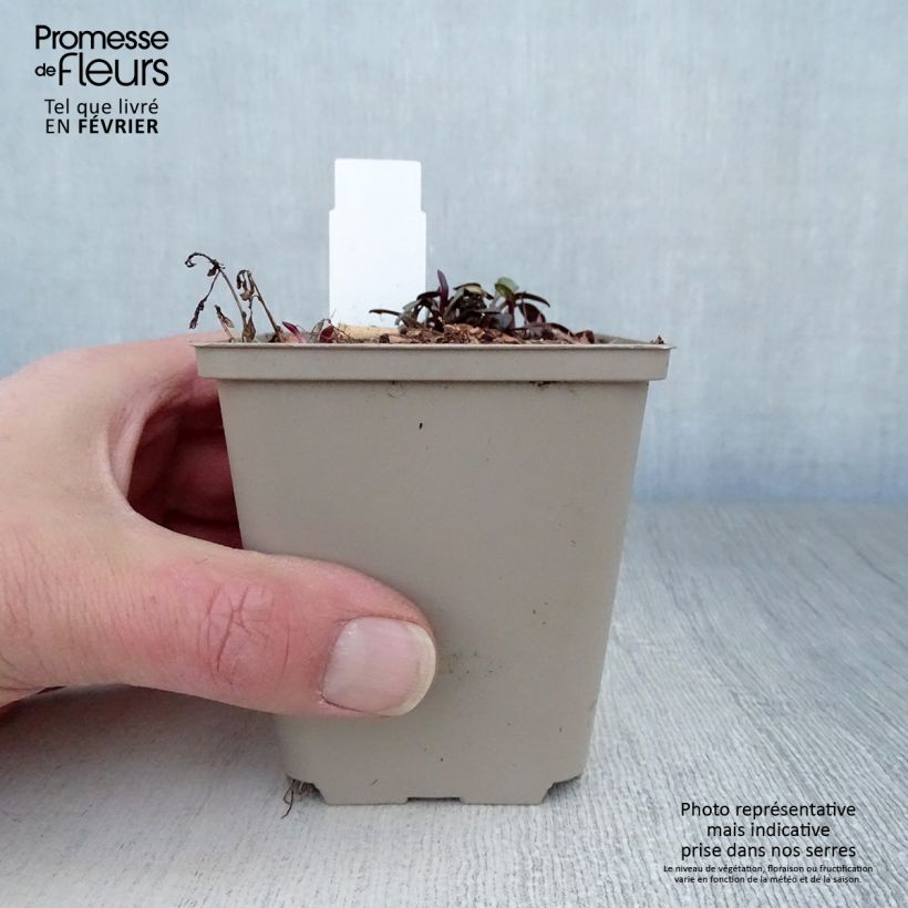 Spécimen de Aster Le Vasterival - Aster d'automne Godet de 8/9 cm tel que livré en hiver