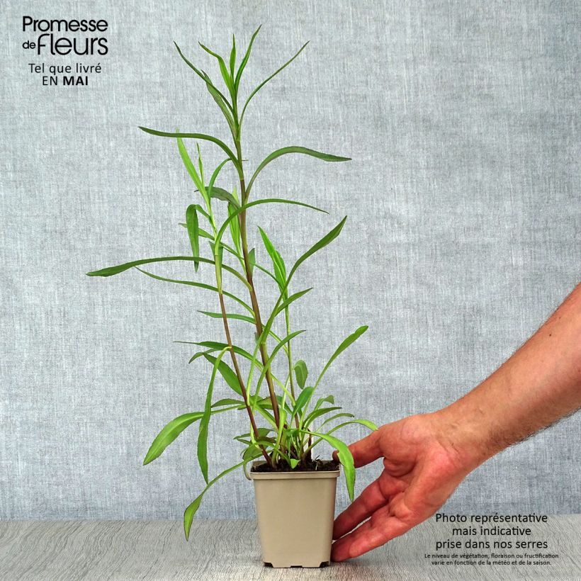 Spécimen de Aster Le Vasterival - Aster d'automne Godet de 8/9 cm tel que livré au printemps