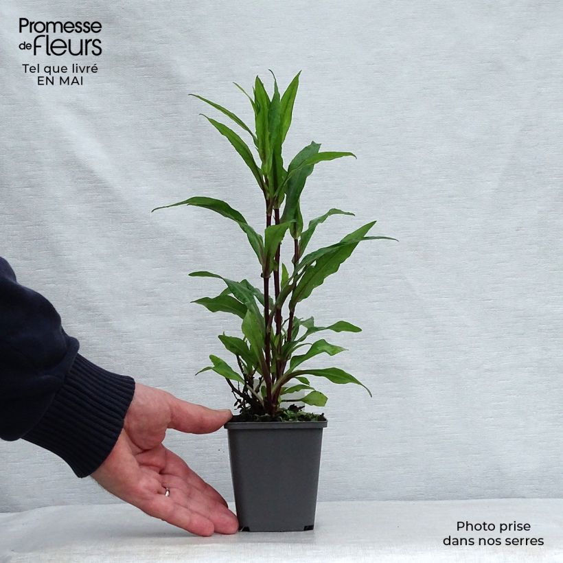 Spécimen de Aster Novi Belgii Fellowship Godet de 8/9 cm tel que livré au printemps