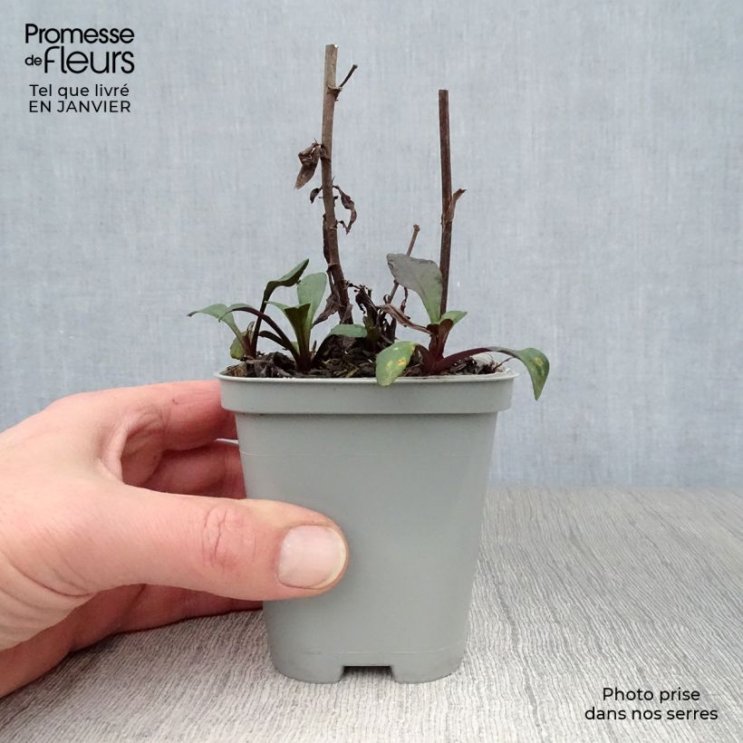 Spécimen de Aster Novi Belgii Fellowship Godet de 8/9 cm tel que livré en hiver