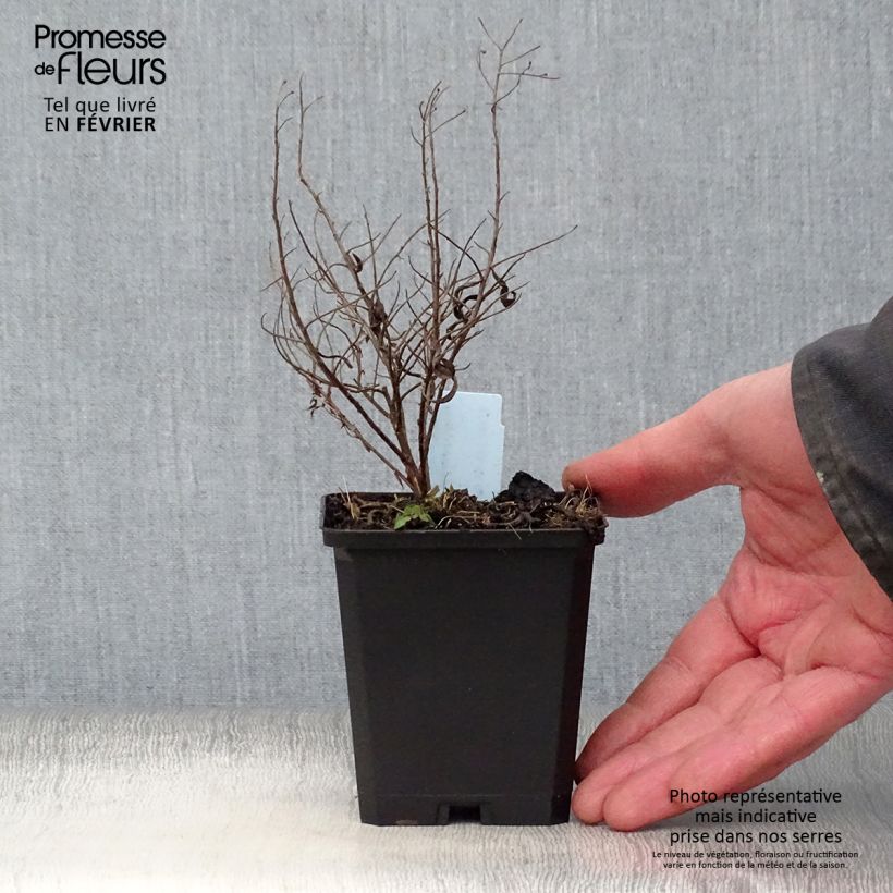 Spécimen de Aster à feuilles de sedum - Aster sedifolius Godet de 8/9 cm tel que livré en hiver