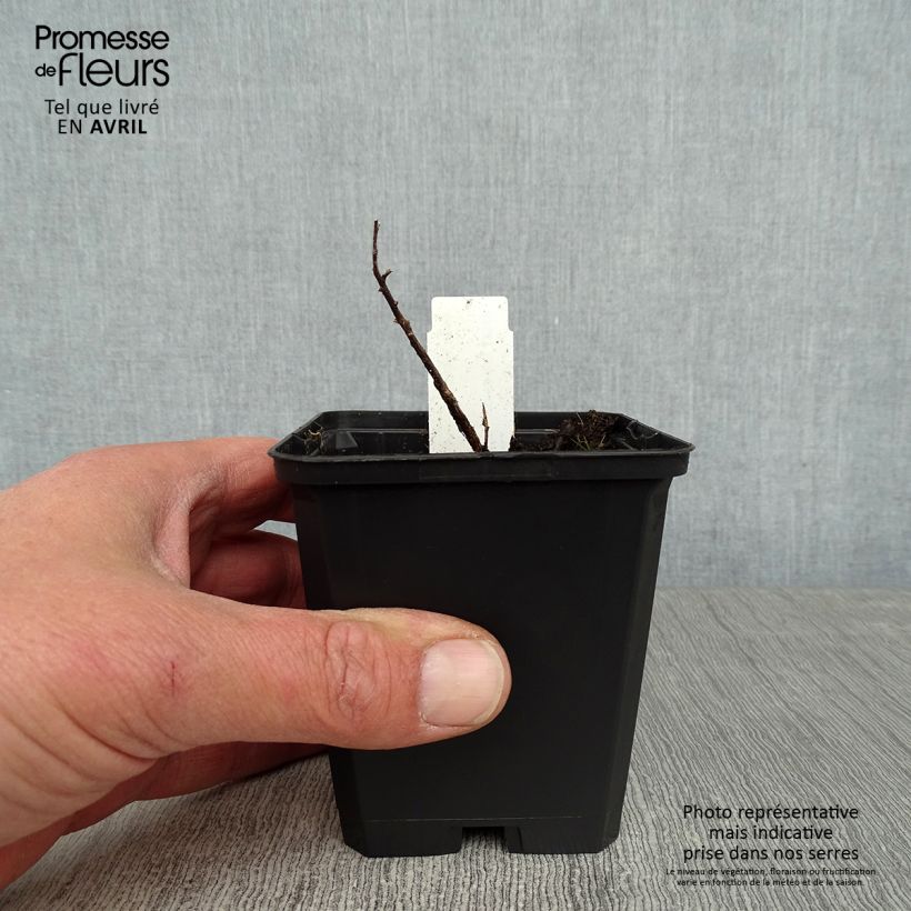 Spécimen de Aster à feuilles de sedum - Aster sedifolius Godet de 8/9 cm tel que livré au printemps