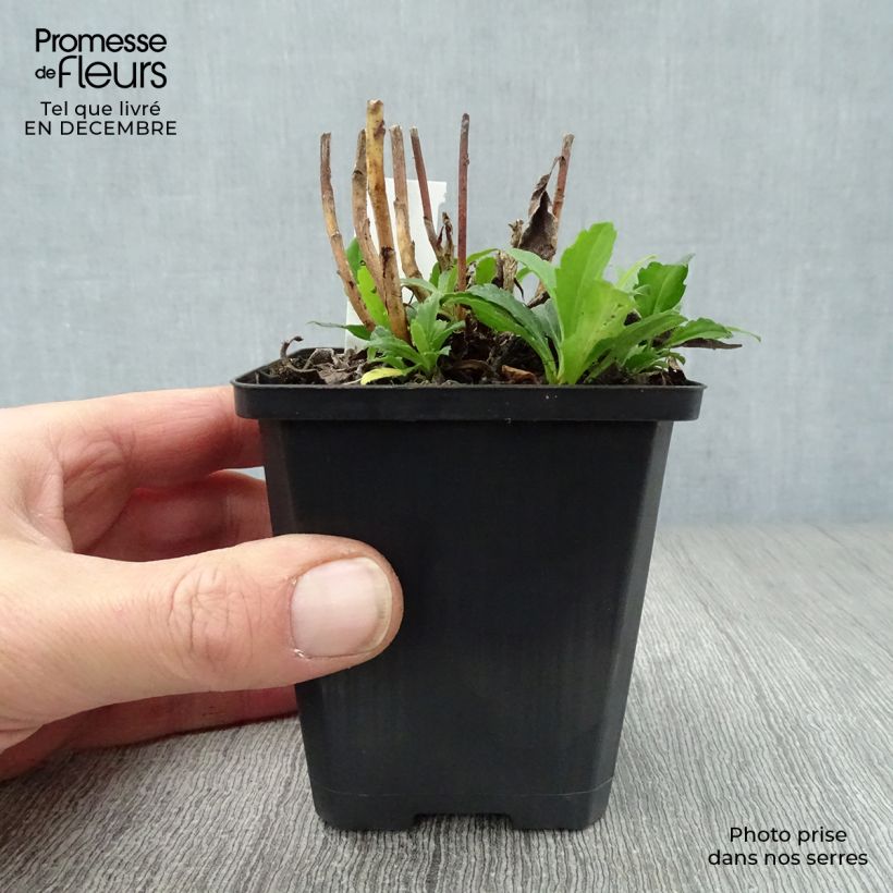 Spécimen de Aster ageratoides Ashvi - Aster d'automne blanc Godet de 8/9 cm tel que livré en hiver