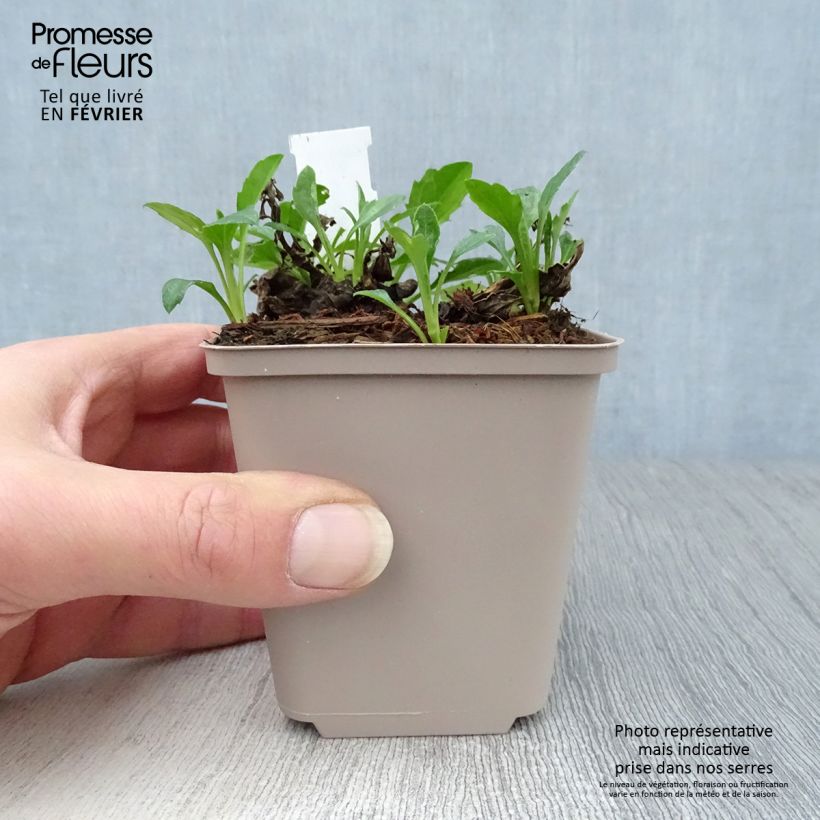 Spécimen de Aster ageratoides Asmoe - Aster nain d'automne Godet de 8/9 cm tel que livré en hiver