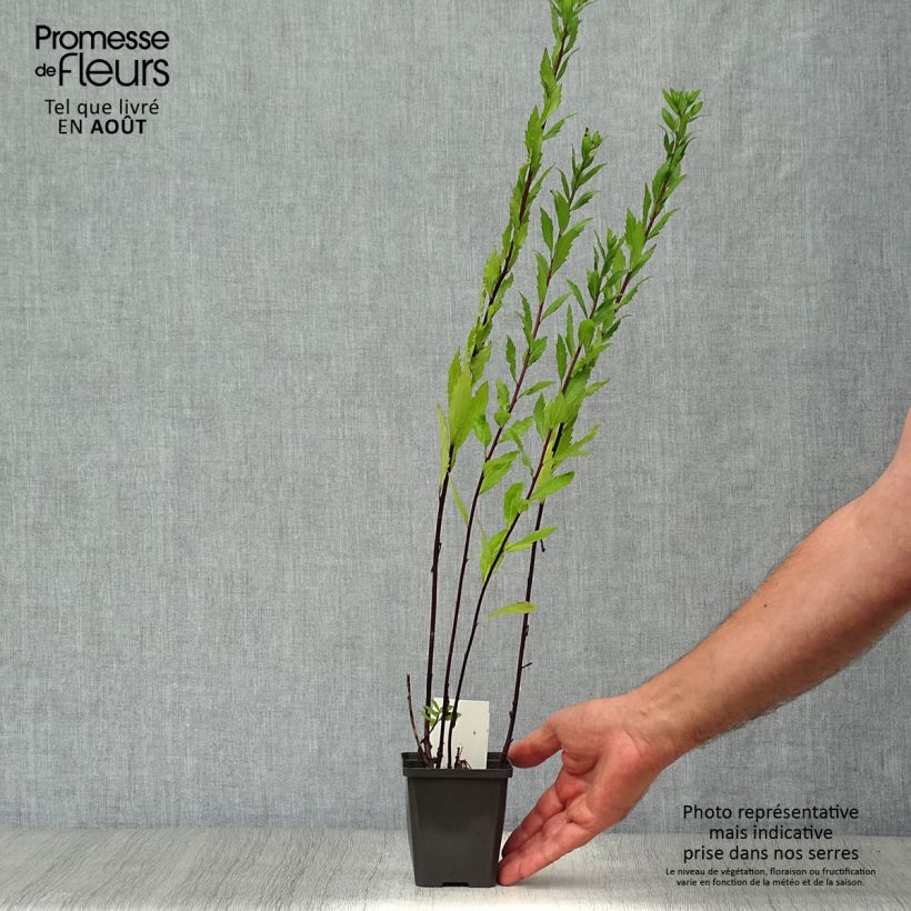 Spécimen de Aster ageratoides Ezo Murasaki Godet de 8/9 cm tel que livré en été