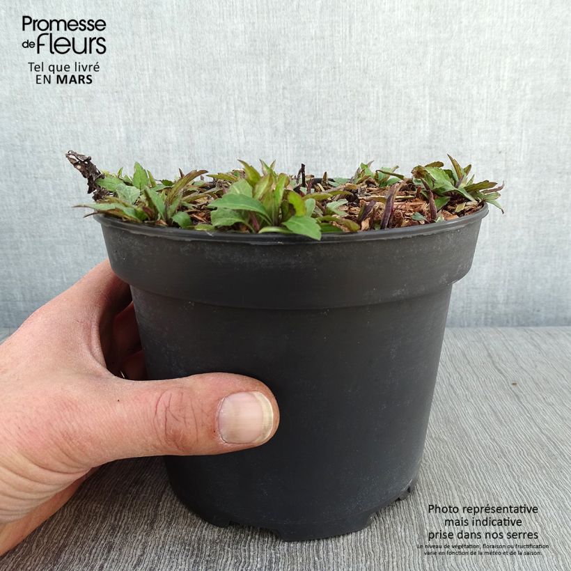 Spécimen de Aster ageratoides Ezo Murasaki Pot de 2L/3L tel que livré en hiver