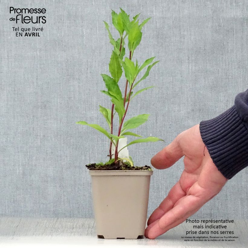 Spécimen de Aster ageratoides Stardust Godet de 8/9 cm tel que livré au printemps