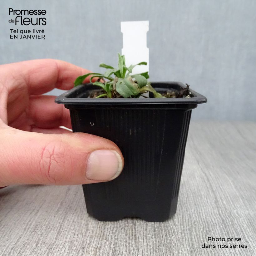 Spécimen de Aster alpinus Albus - Aster des Alpes blanc Godet de 8/9 cm tel que livré en hiver