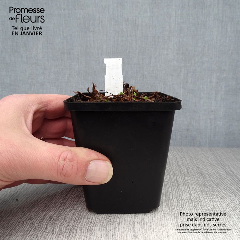 Spécimen de Aster alpinus Blue Beauty - Aster des Alpes Godet de 8/9 cm tel que livré en hiver