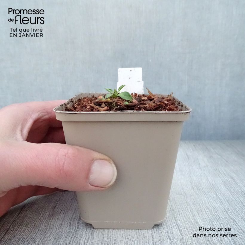 Spécimen de Aster alpinus Dunkle Schöne - Aster des Alpes bleu Godet de 8/9 cm tel que livré en hiver