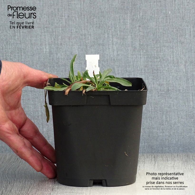 Spécimen de Aster alpinus Dunkle Schöne - Aster des Alpes bleu Pot de 2L/3L tel que livré en hiver