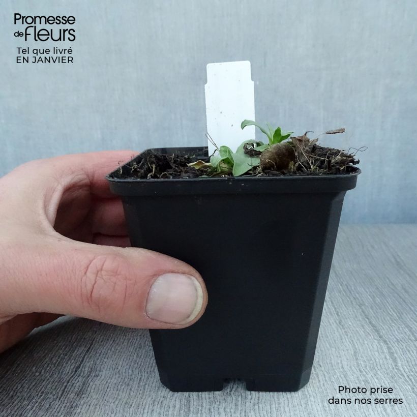 Spécimen de Aster alpinus Goliath - Aster des Alpes Godet de 8/9 cm tel que livré en hiver