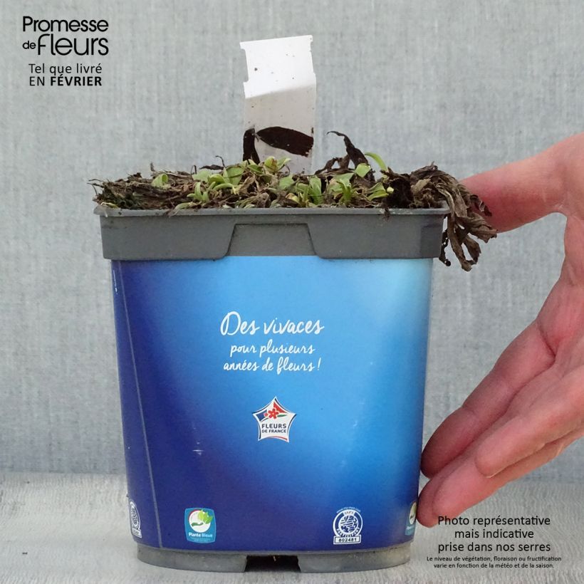 Spécimen de Aster alpinus Goliath - Aster des Alpes Pot de 2L/3L tel que livré en hiver