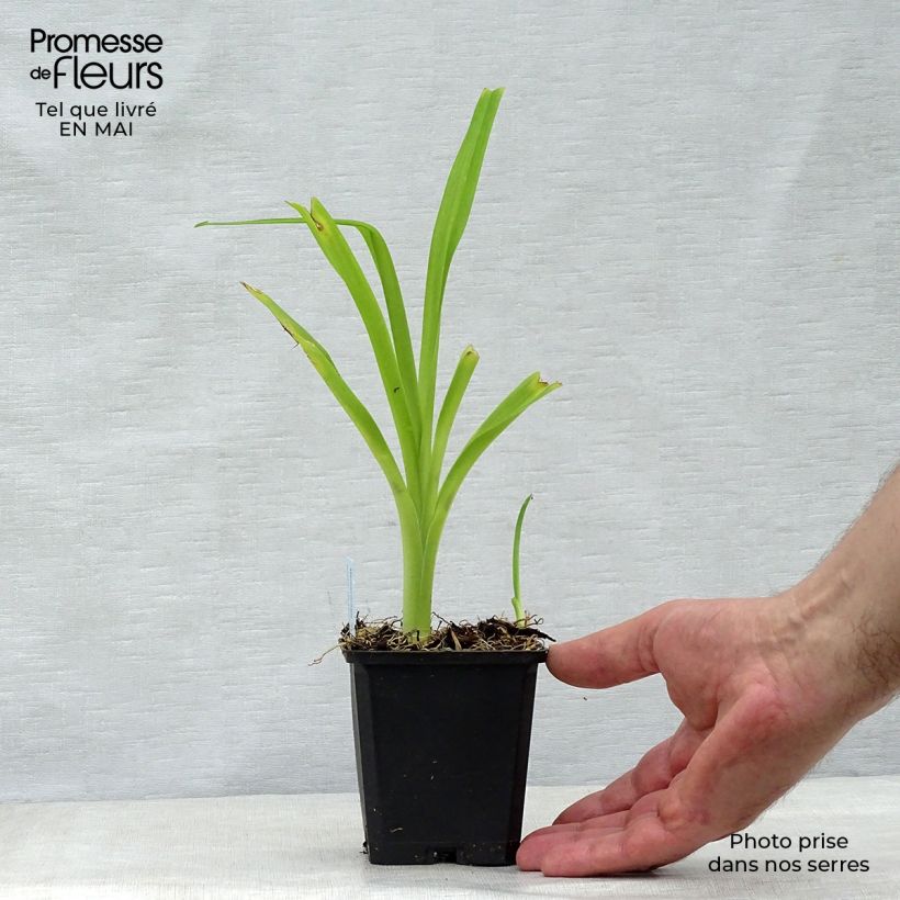 Spécimen de Aster alpinus Goliath - Aster des Alpes Godet de 8/9 cm tel que livré au printemps