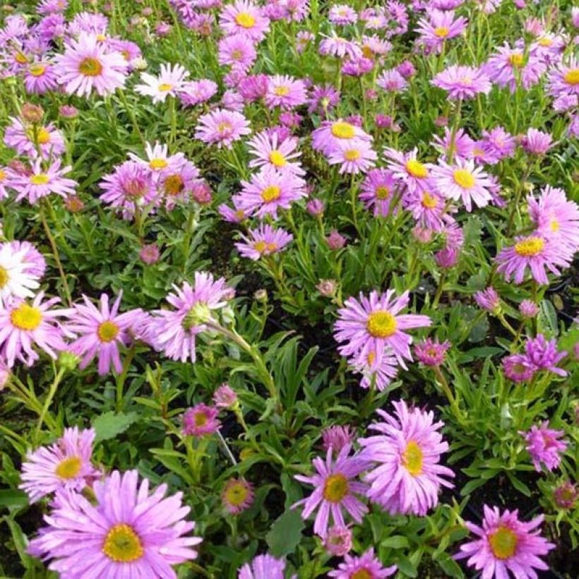 Aster alpinus Happy End - Aster des Alpes rose (Port)