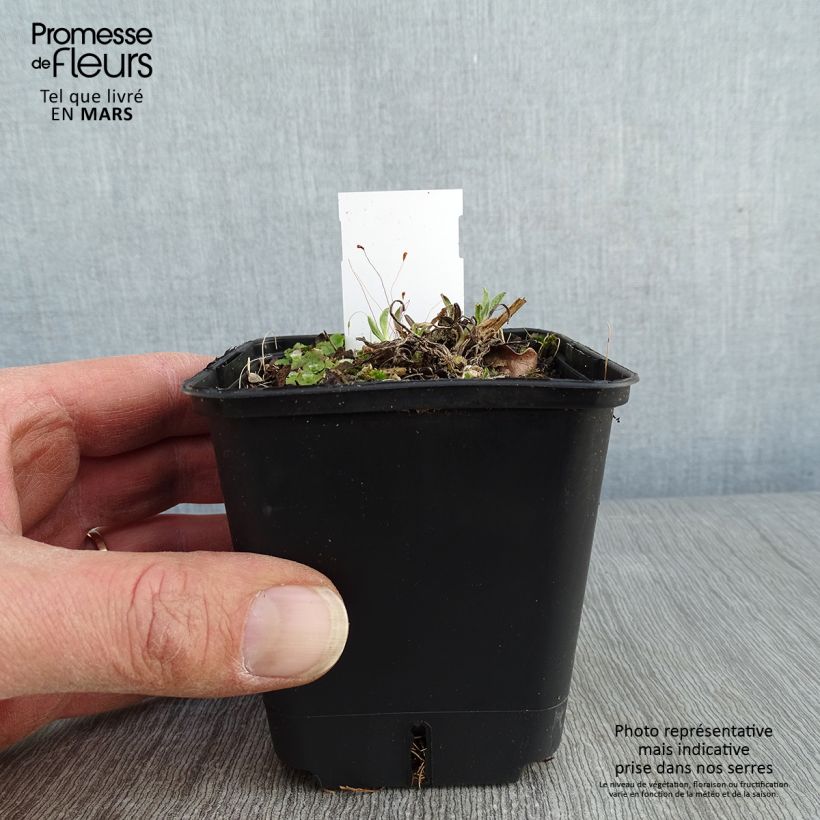 Spécimen de Aster alpinus Pinkie - Aster des Alpes Godet de 8/9 cm tel que livré en hiver