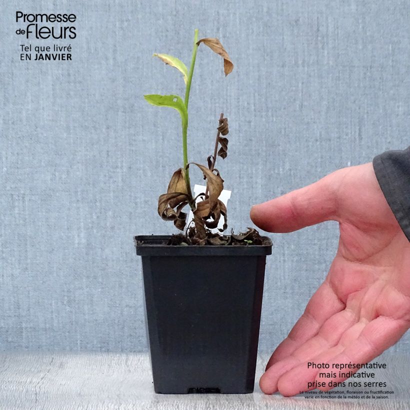 Spécimen de Aster amellus Blue King - Oeil du Christ Godet de 8/9 cm tel que livré en hiver