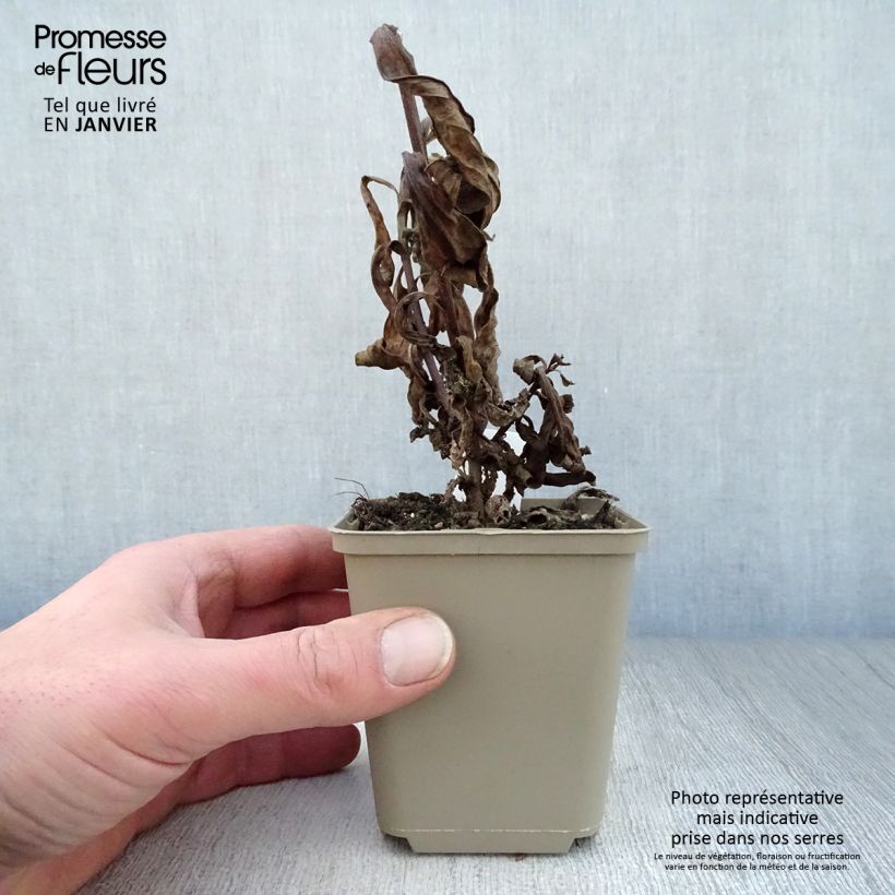 Spécimen de Aster amellus King George - Oeil du Christ Godet de 8/9 cm tel que livré en hiver