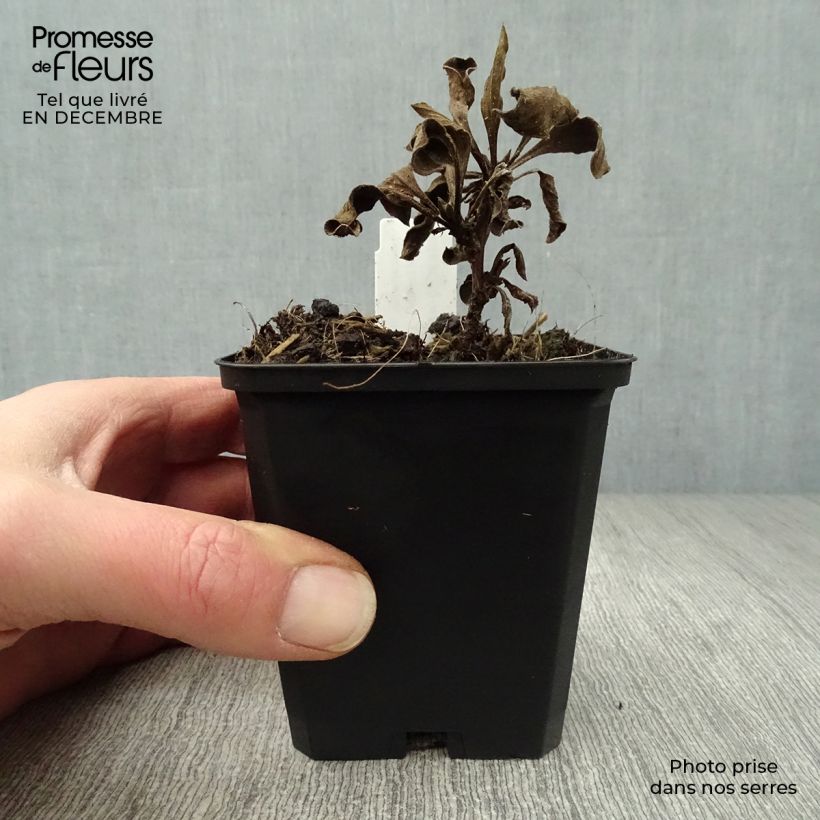 Spécimen de Aster amellus Rosa Erfüllung - Aster d'été Godet de 8/9 cm tel que livré en hiver