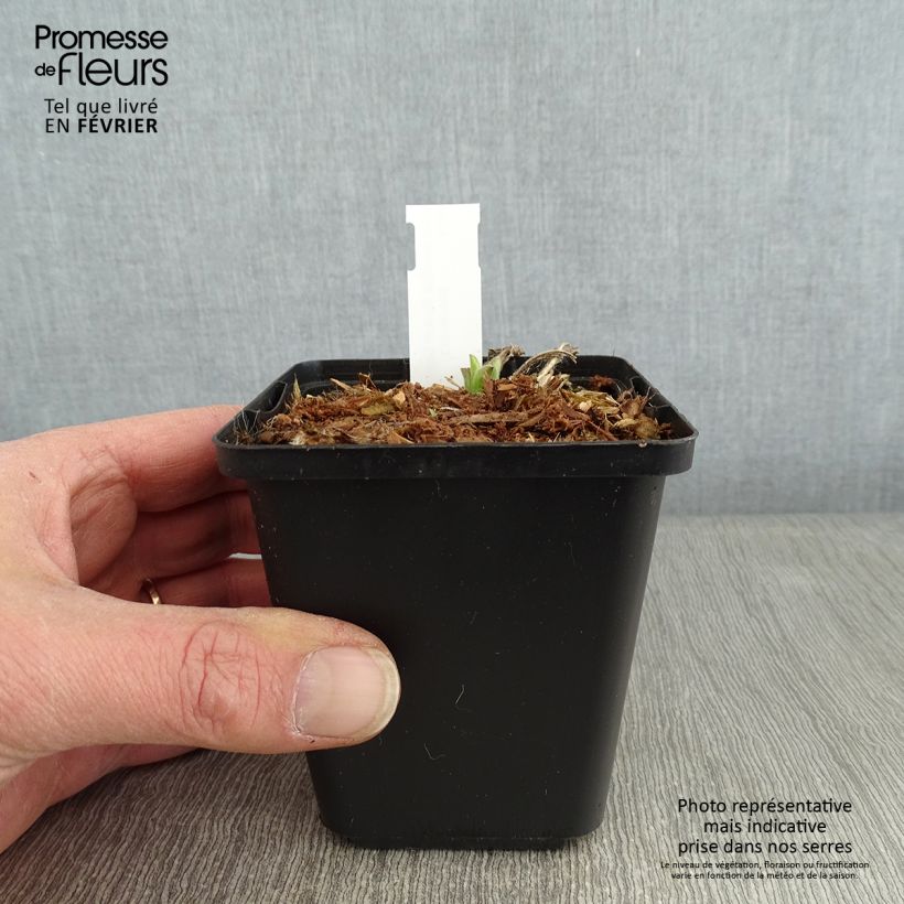 Spécimen de Aster amellus Rudolf Goethe - Œil du Christ Godet de 8/9 cm tel que livré en hiver