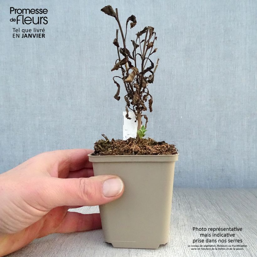 Spécimen de Aster amellus Sonia - Oeil du Christ Godet de 8/9 cm tel que livré en hiver