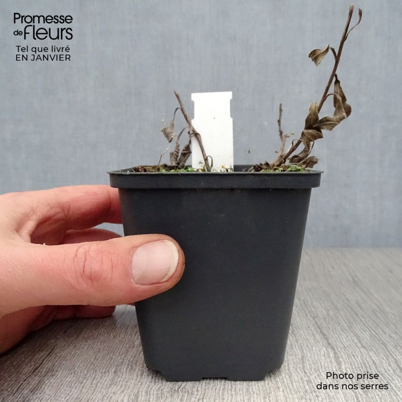 Spécimen de Aster amellus Veilchenkönigin Violet Queen - Aster d'automne Godet de 8/9 cm tel que livré en hiver