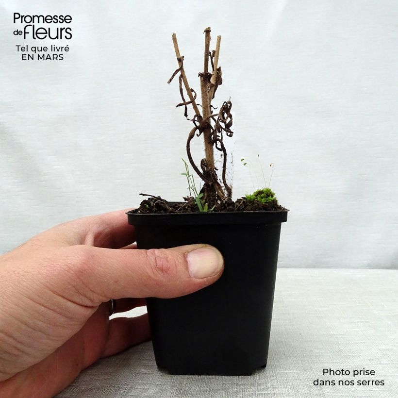 Spécimen de Aster amethystinus Kylie Godet de 8/9 cm tel que livré au printemps