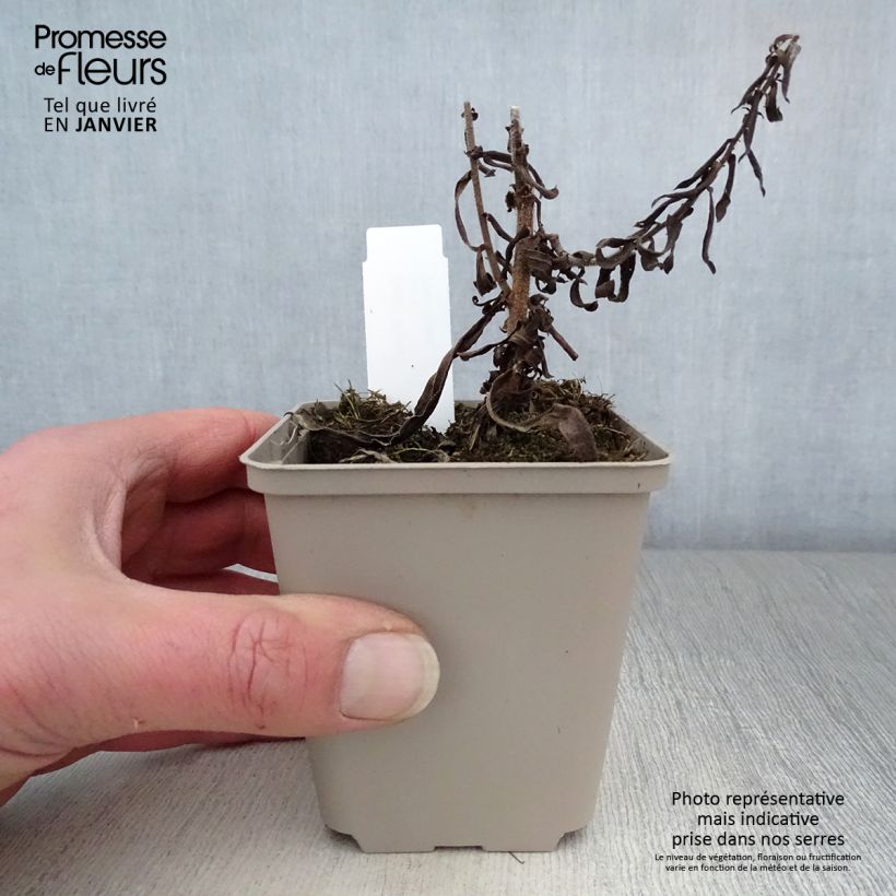 Spécimen de Aster amethystinus Kylie Godet de 8/9 cm tel que livré en hiver