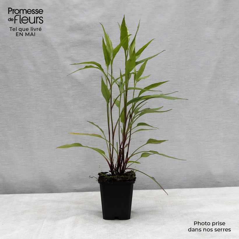 Spécimen de Aster cordifolius Blue Heaven Godet de 8/9 cm tel que livré au printemps