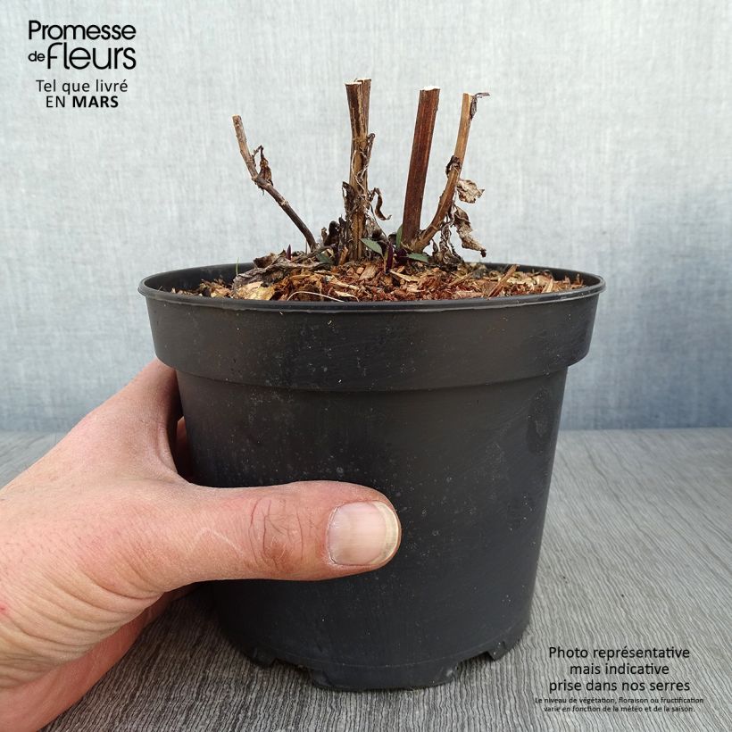 Spécimen de Aster cordifolius Blue Heaven Pot de 2L/3L tel que livré en hiver