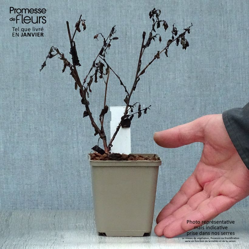 Spécimen de Aster cordifolius Blütenregen - Aster d'automne Godet de 8/9 cm tel que livré en hiver