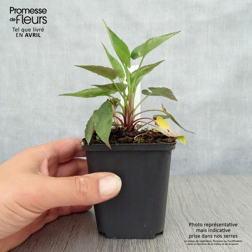 Spécimen de Aster cordifolius Blütenregen - Aster d'automne Godet de 8/9 cm tel que livré au printemps