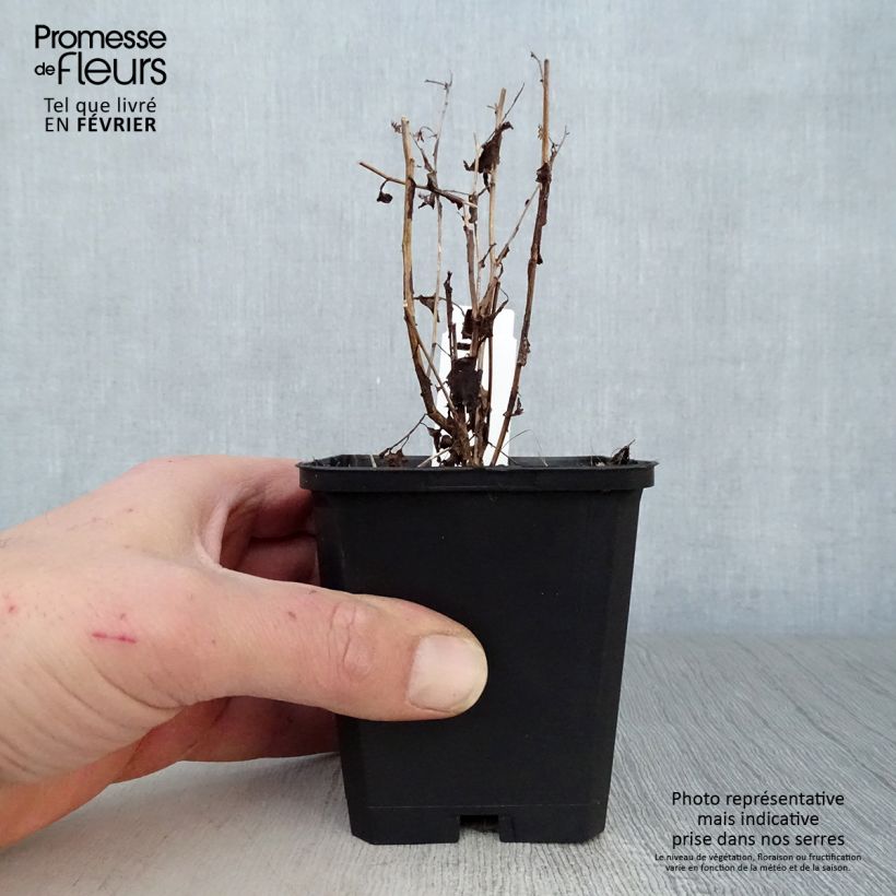 Spécimen de Aster cordifolius Idéal Godet de 8/9 cm tel que livré en hiver