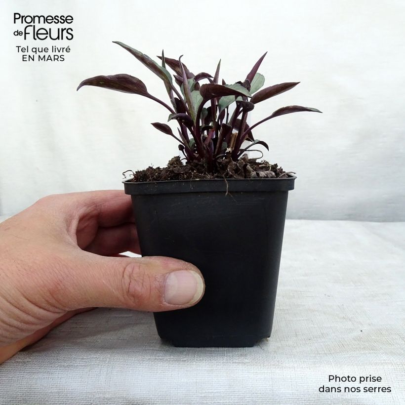 Spécimen de Aster cordifolius Little Carlow - Aster d'automne Godet de 8/9 cm tel que livré en hiver