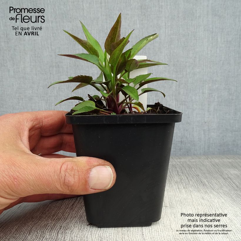 Spécimen de Aster cordifolius Little Carlow - Aster d'automne Godet de 8/9 cm tel que livré au printemps