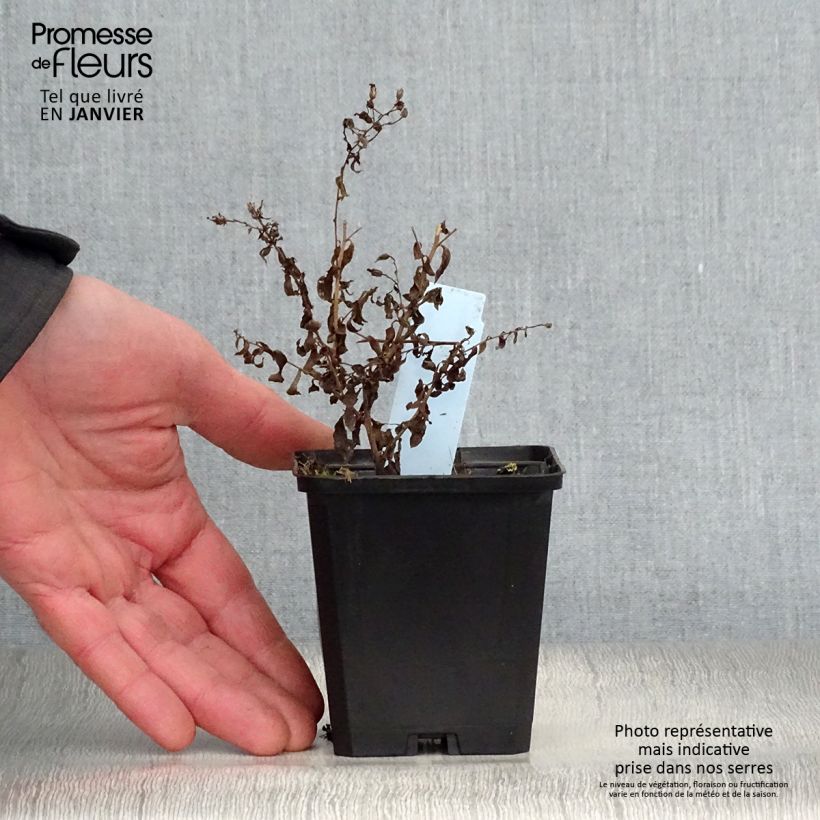 Spécimen de Aster cordifolius Photograph Godet de 8/9 cm tel que livré en hiver