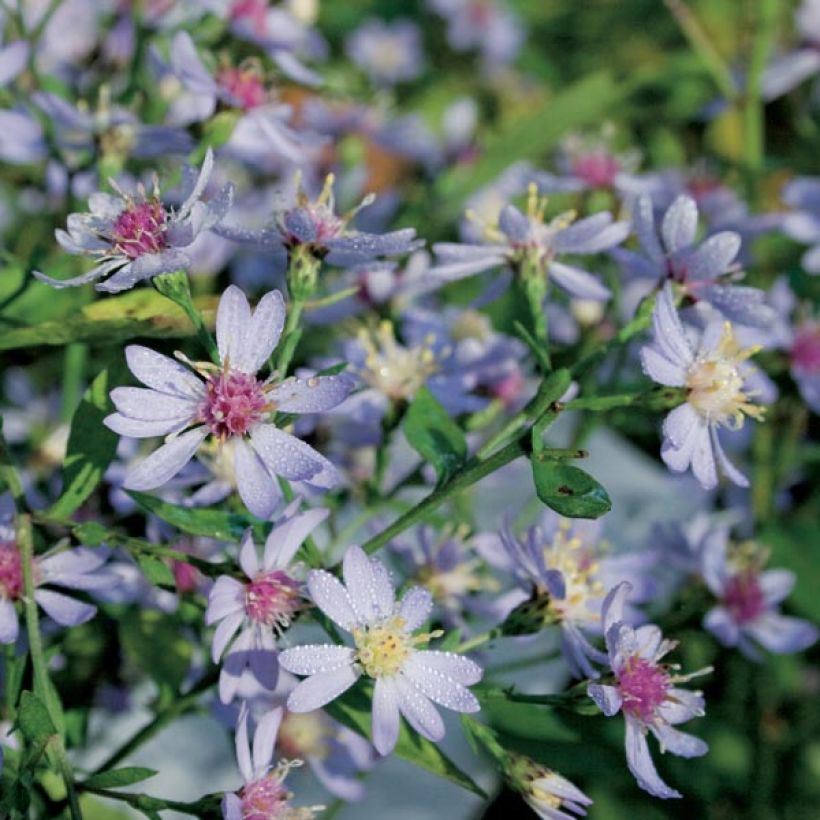 Aster cordifolius Idéal (Port)