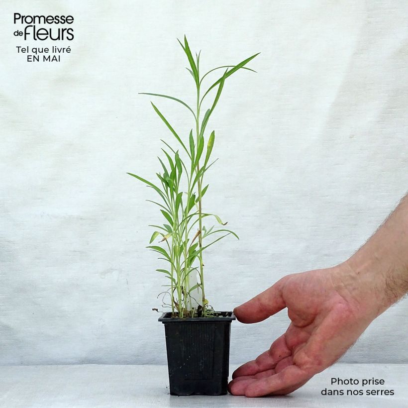 Amostra de Áster datschii Vaso de 8/9 cm tal como entregue na primavera